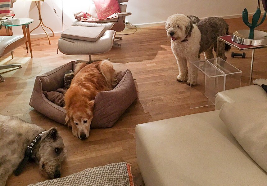 3 Hunde im Wohnzimmer der Hundepension Katrin Cares